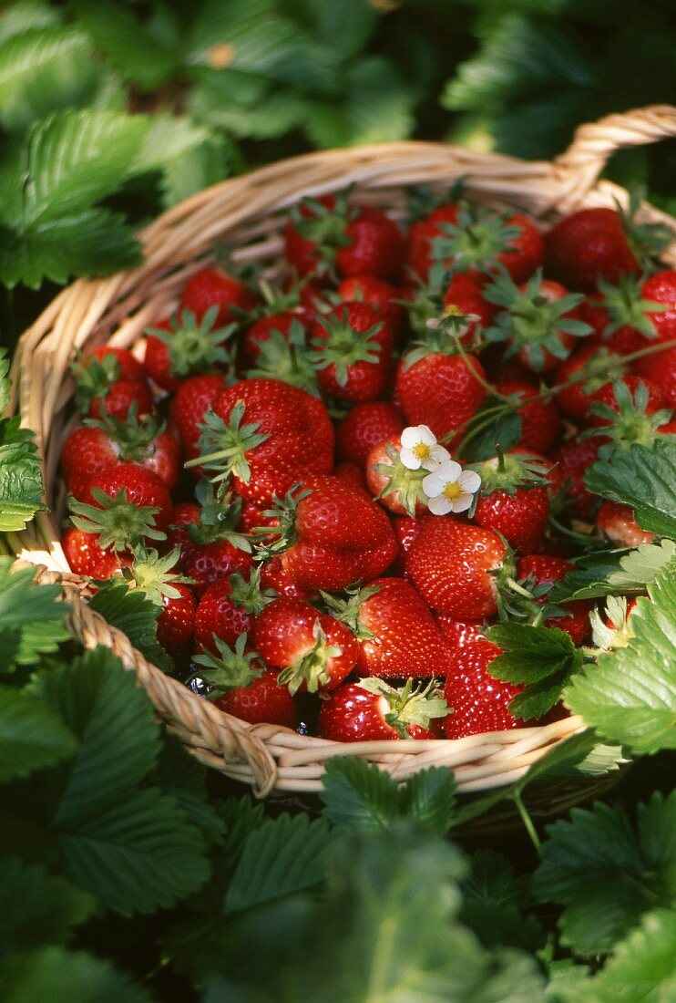 Fresh Picked Strawberries in a Basket