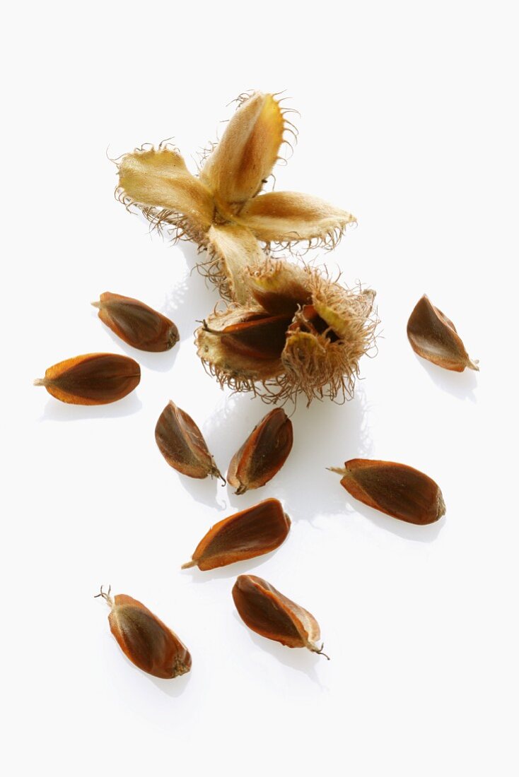 Beech nuts with and without shells