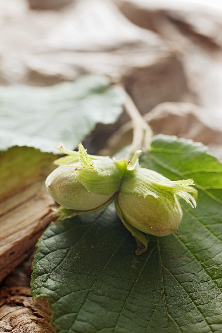 Haselnüsse mit Blatt