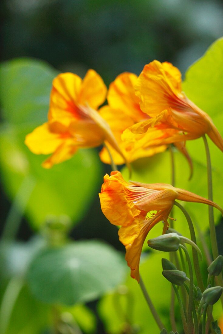 Nasturtium flowers (close-up)