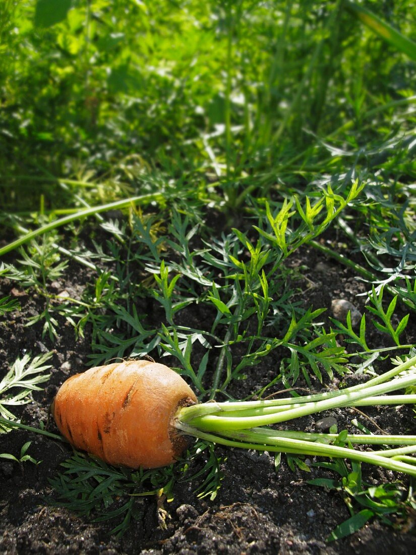 A carrot in a vegetables patch
