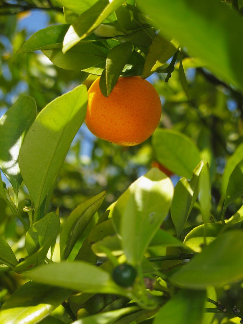 Eine Orange am Baum (Close Up)
