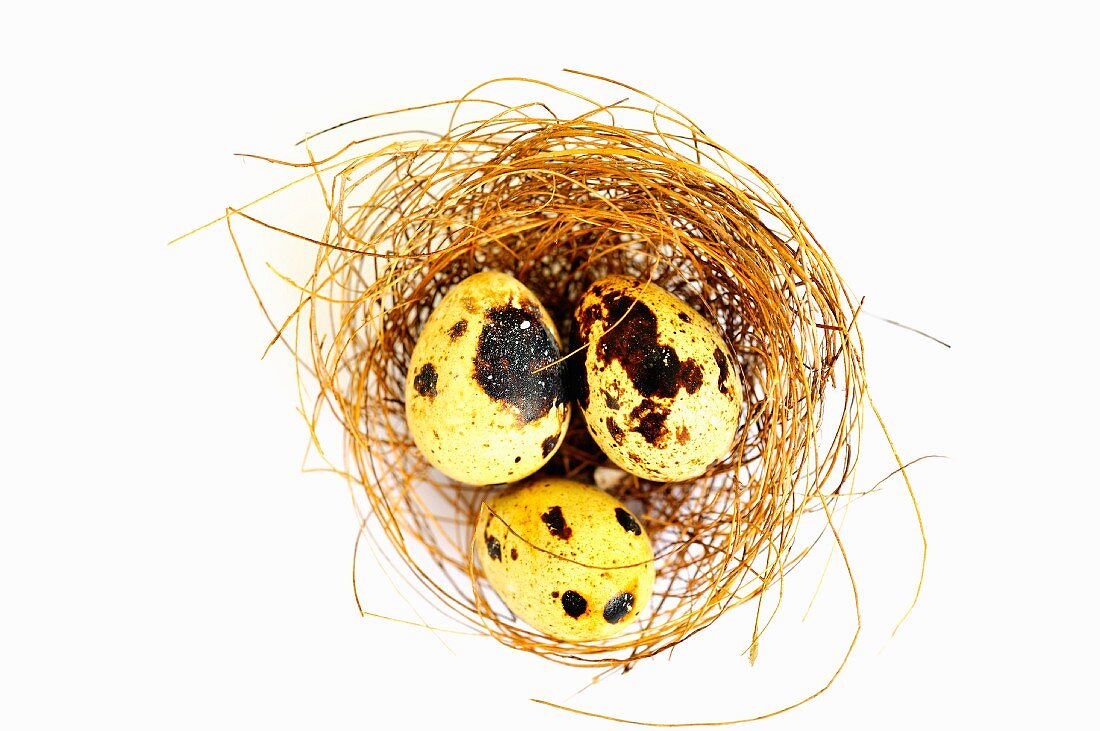 Three quail's eggs in a nest (seen from above)
