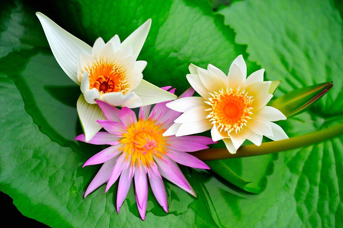 Lotusblüten mit Blättern