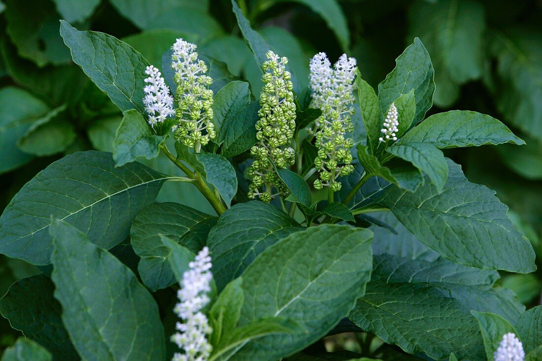 Flowering pokeweed