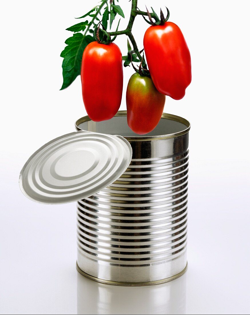 Fresh Marzano tomatoes above a tin can