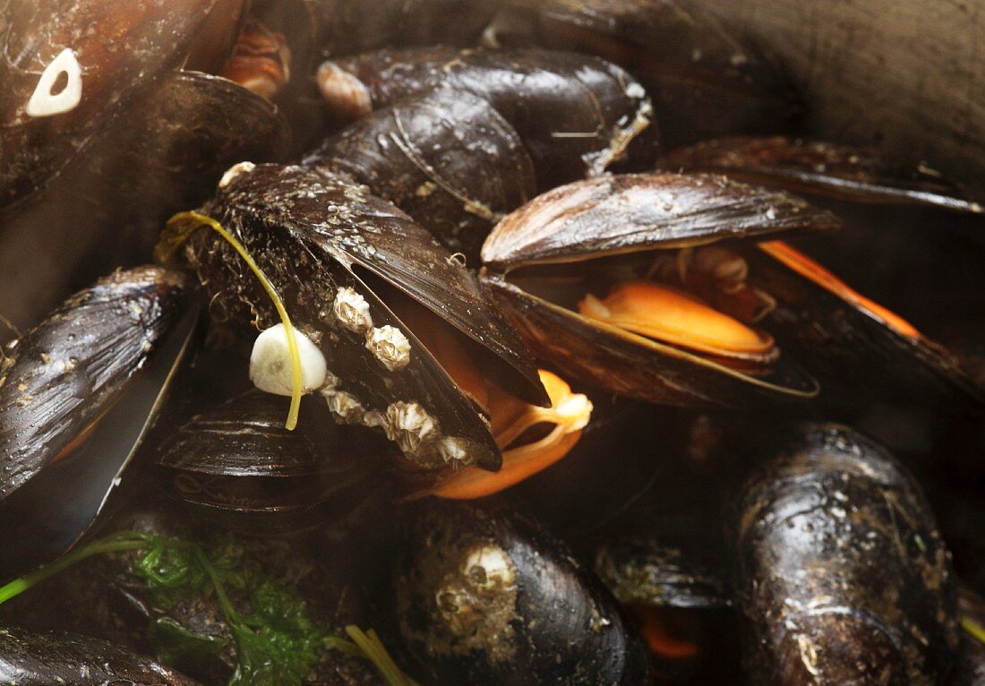 Gedämpfte Miesmuscheln aus Irland (Close Up)