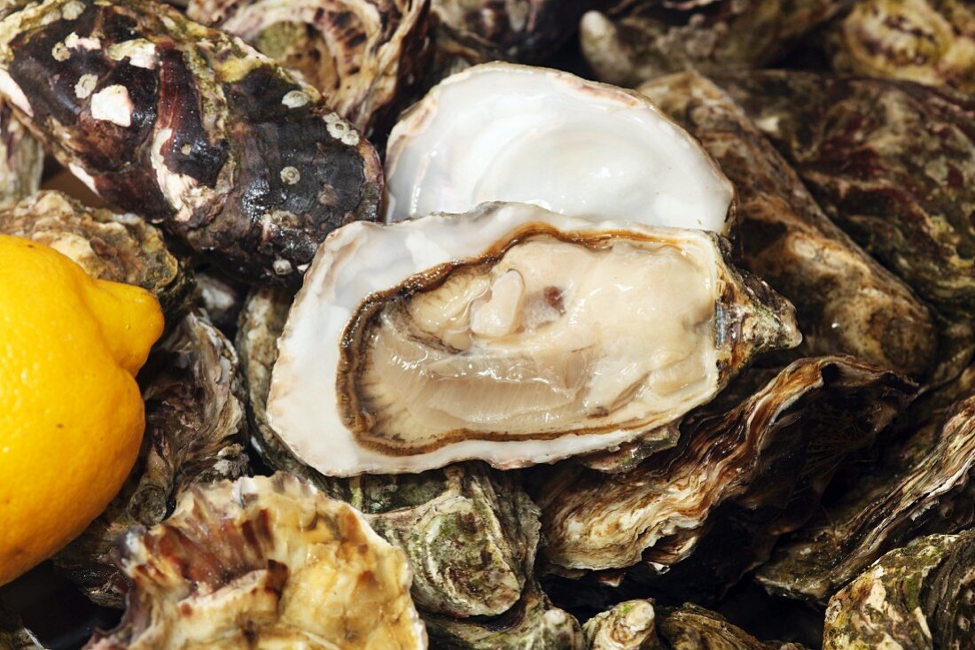Fresh Irish oysters with lemon (close-up)