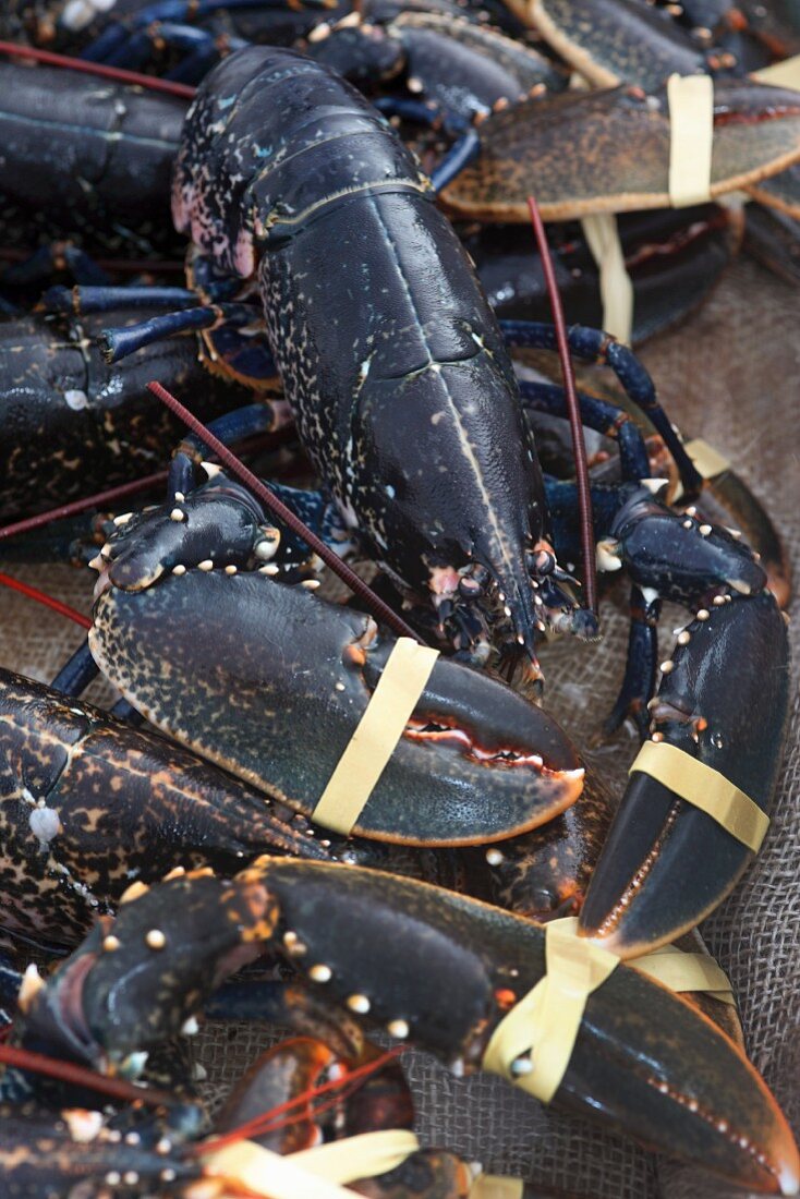 Fresh Irish lobster