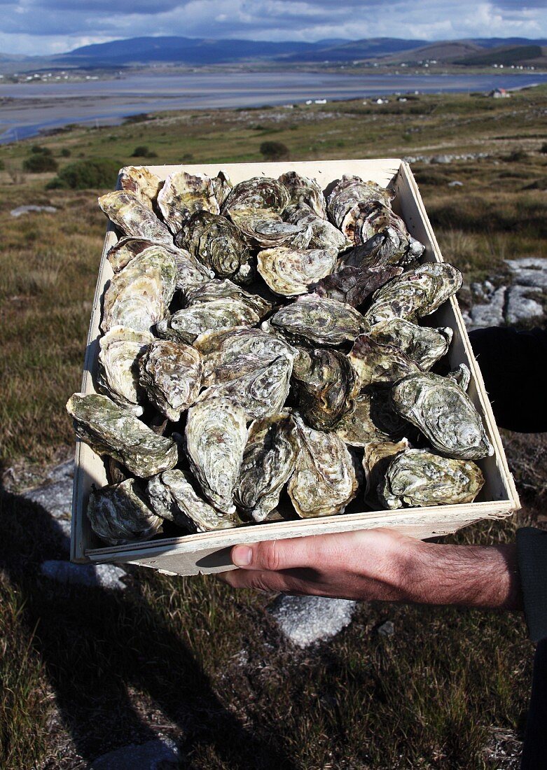 Hände halten Kiste mit frischen Austern aus Irland
