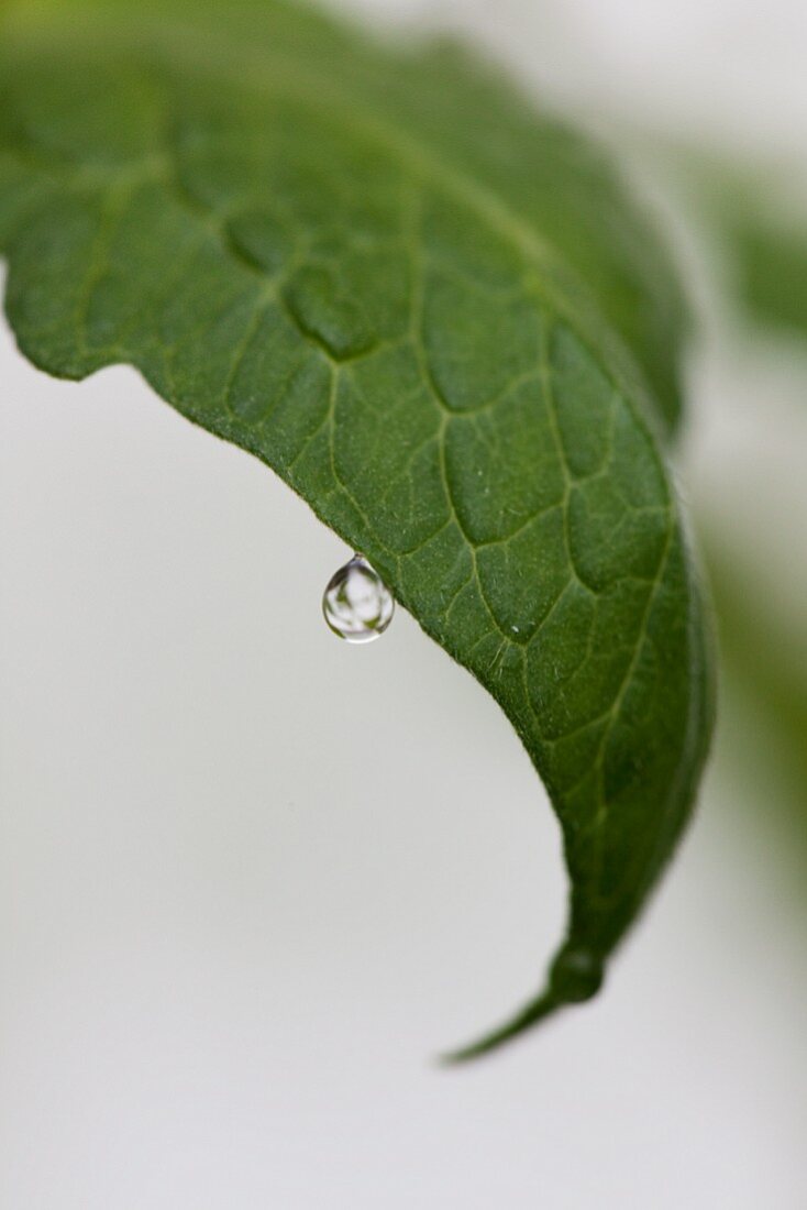 Tomatenblatt mit Wassertropfen (Close Up)