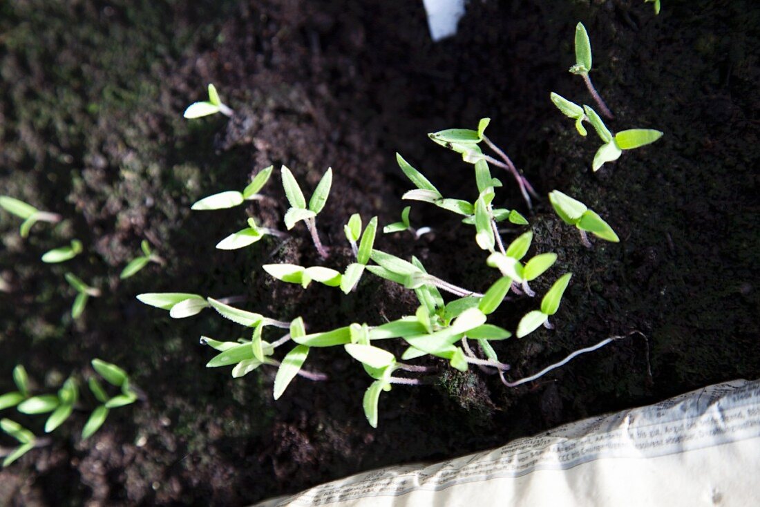 Tomato seedlings seen from above