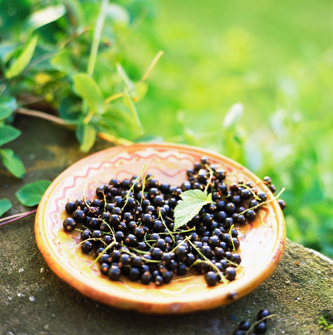 Frisch gepflückte Beeren in einer Tonschale