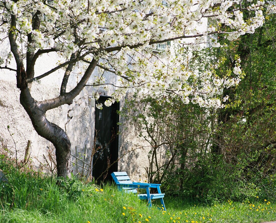 Tree with spring blossom