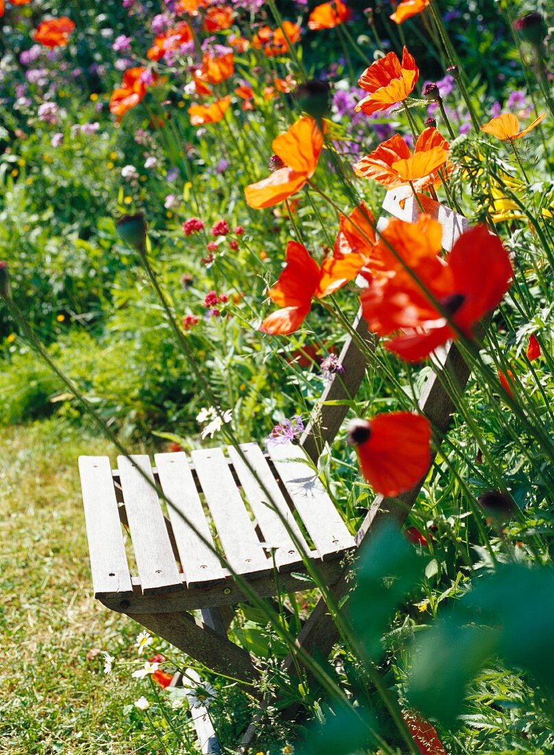 Sommerblumen im Garten