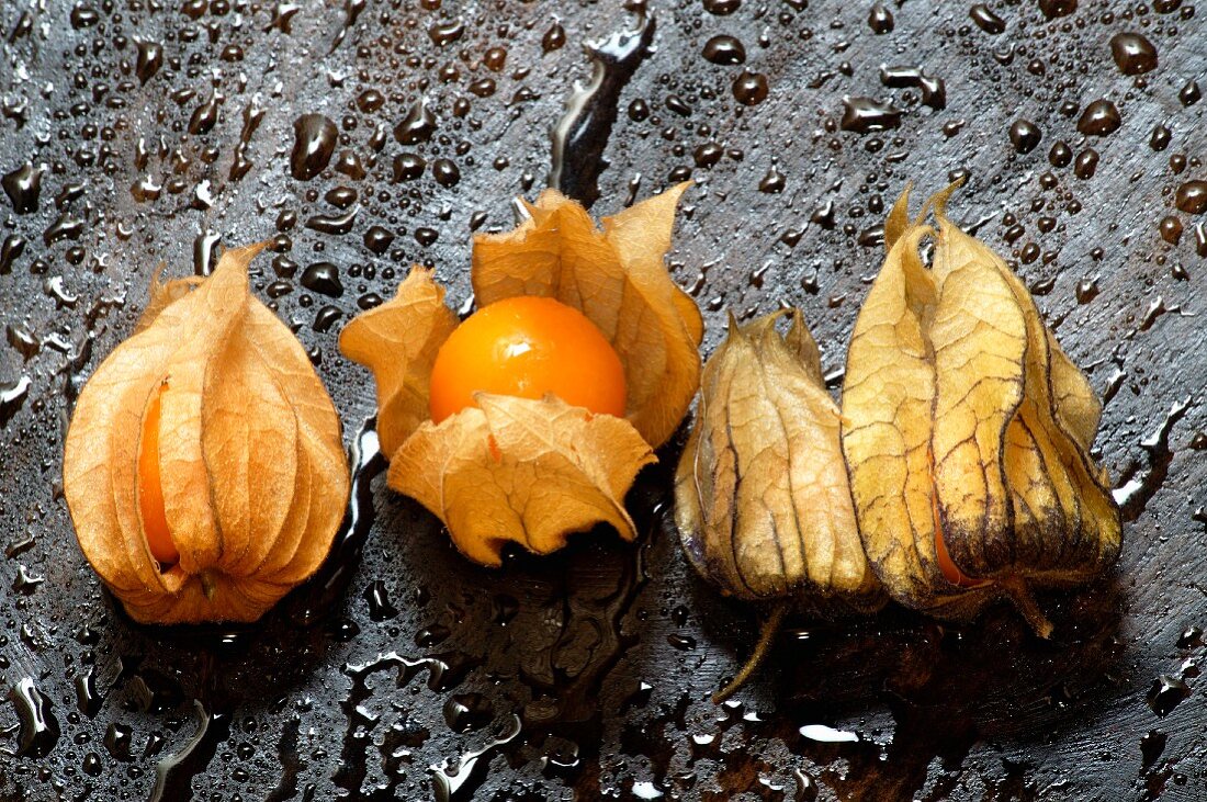 Four physalis on wet wood