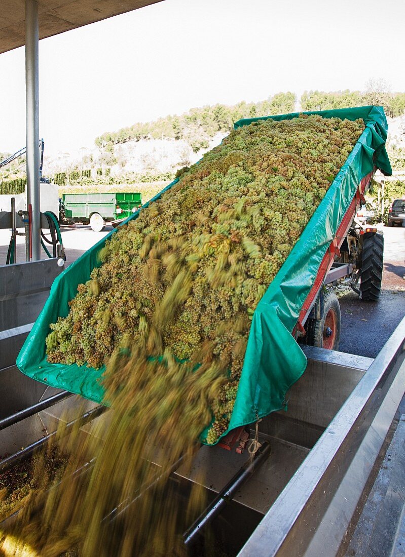Tipping grapes into the press