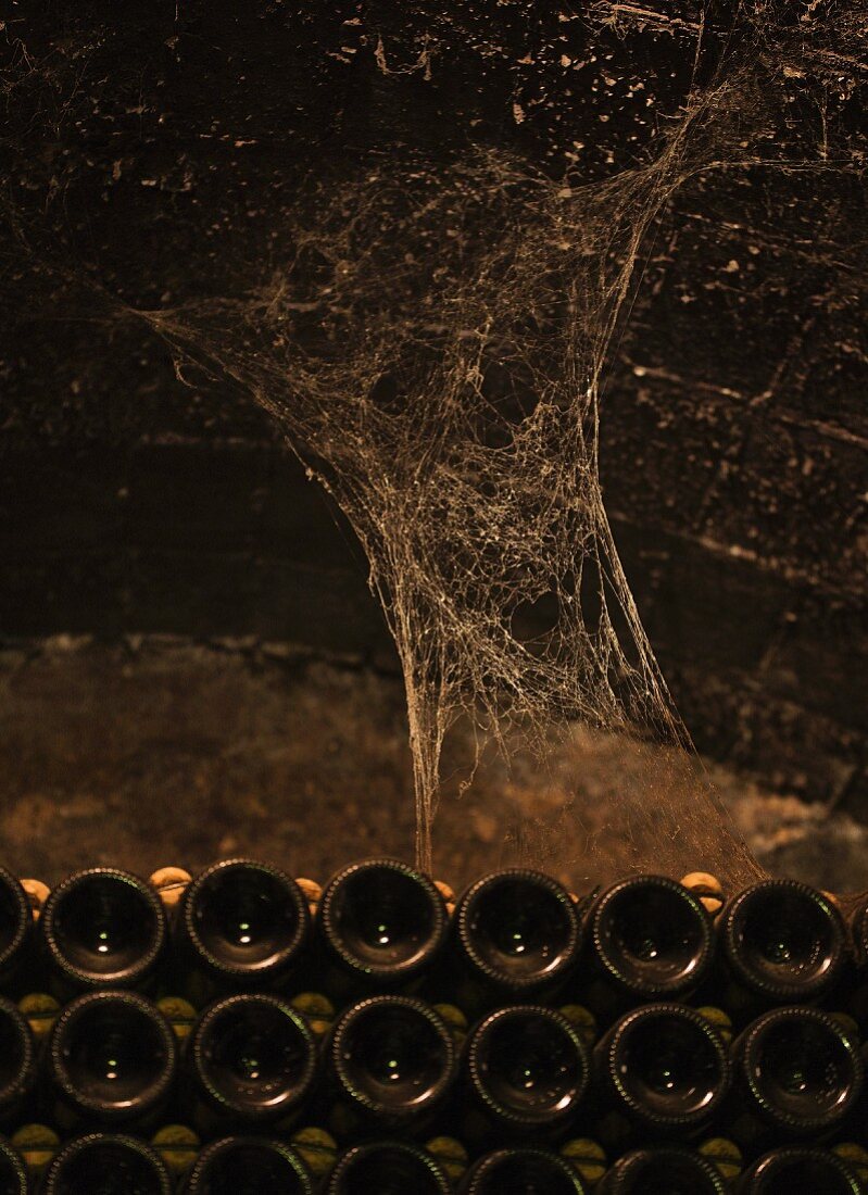 Spider webs and bottles in wine cellar