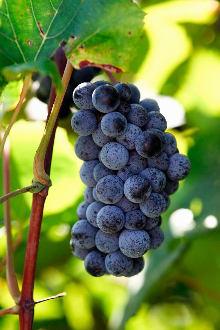 Norton grapes on vine (Rappahannock Cellars, Huntly, Virginia, USA)