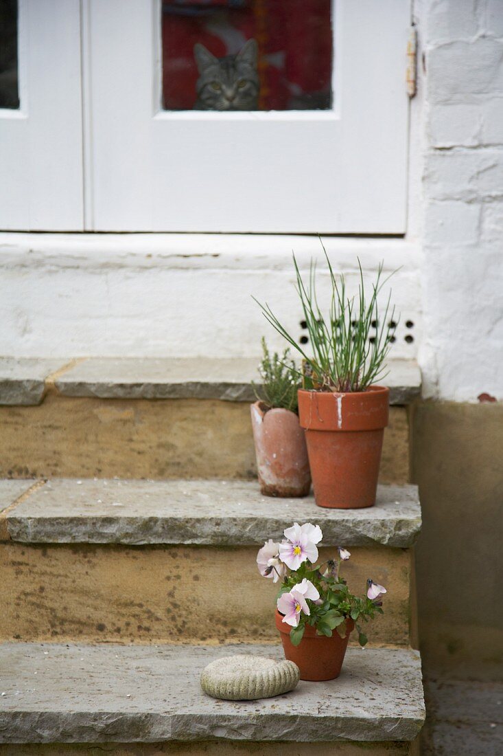 Flowerpots on steps to front door
