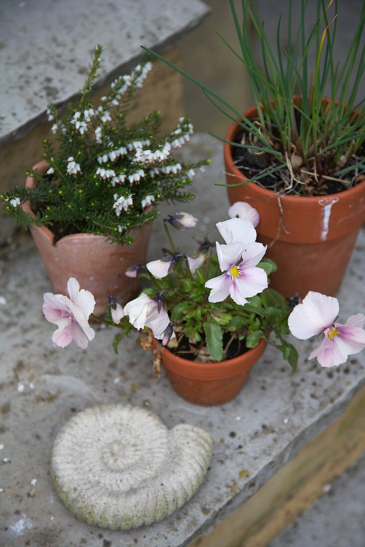 Blumen in Töpfen auf einer Treppe