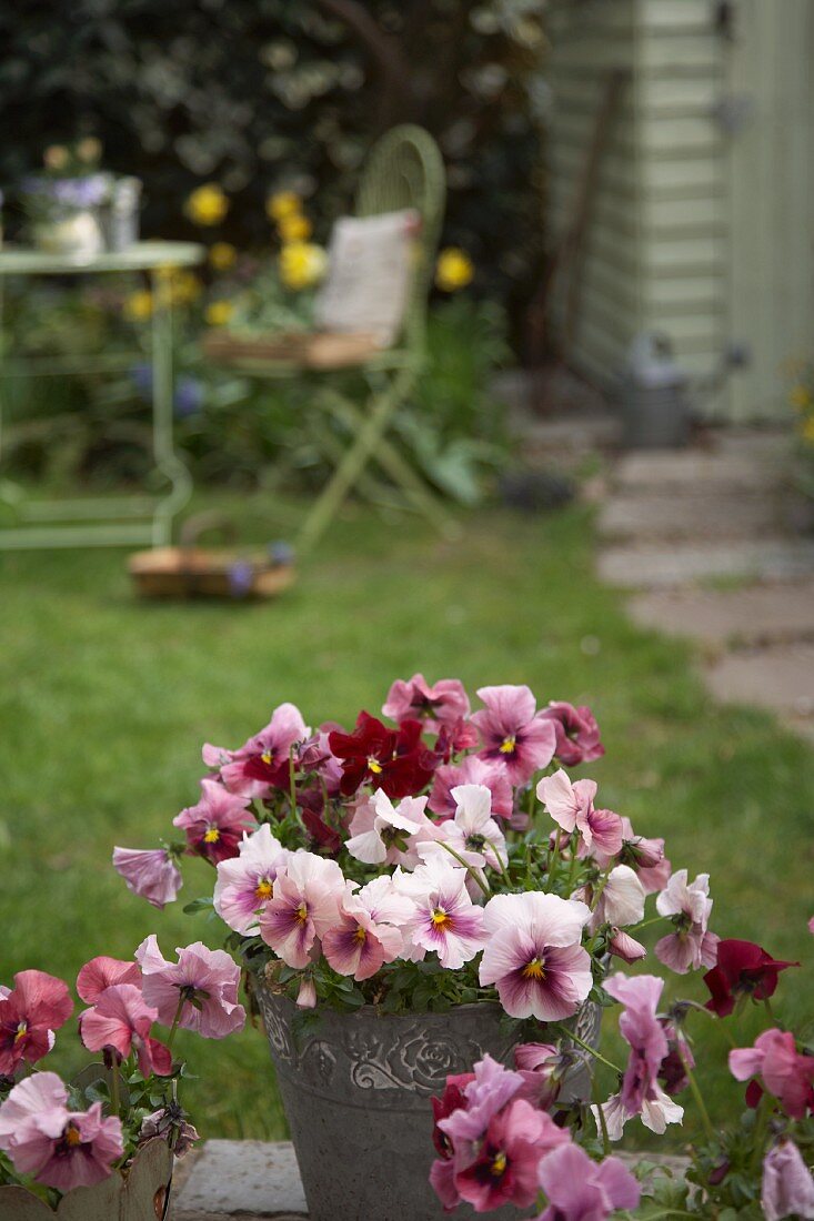 Blühende Veilchen im Garten