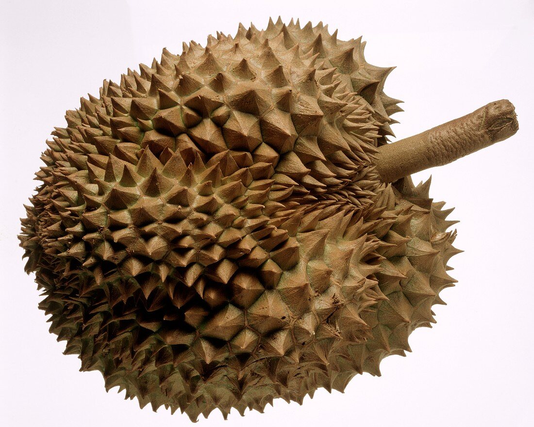 Eine Stinkfrucht (Durian)