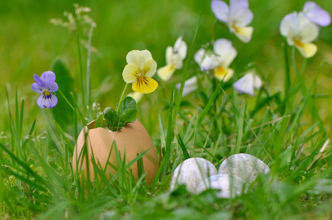 Violas in egg shell vase on lawn