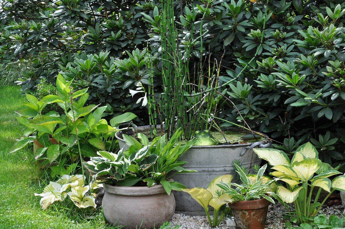 Miniature garden pond in old zinc tub