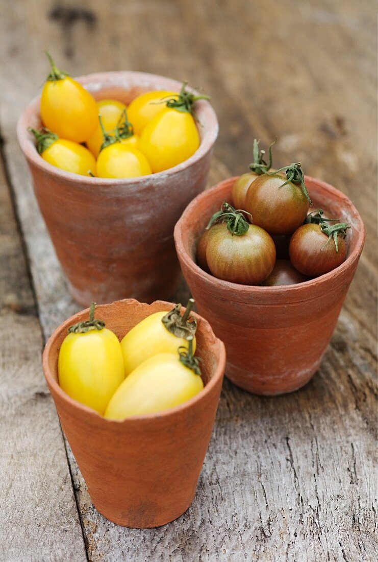 Gelbe birnenförmige Tomaten (Yellow Pear), Black Cherry Tomaten & gelbe Flaschentomaten (Cream Sausage)