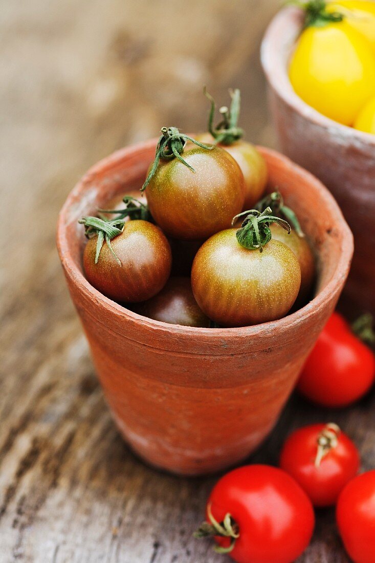 Black Cherry Tomaten in einem Terrakottatopf, daneben rote Tomaten