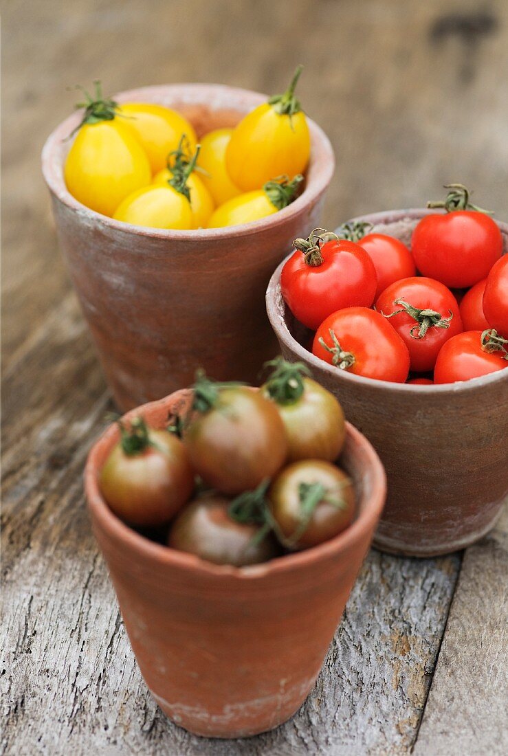 Yellow pear-shaped tomatoes (Yellow Pear), red tomatoes and Black Cherry tomatoes