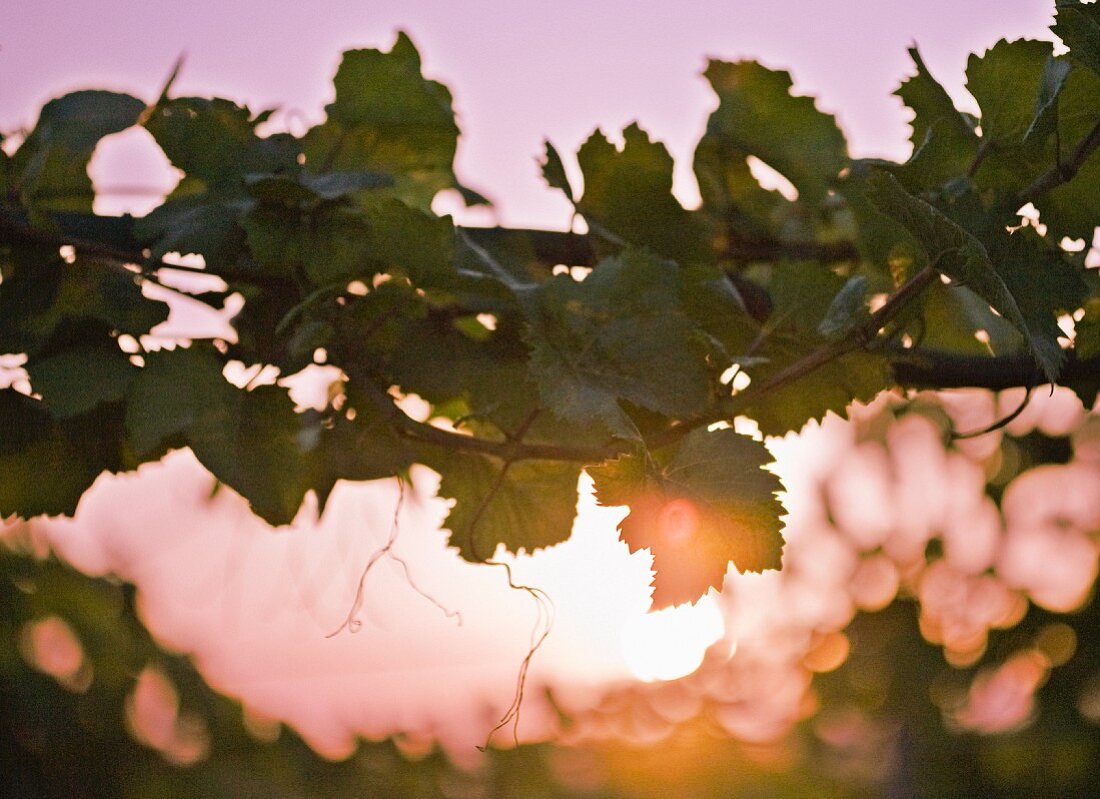 Vines tendrils at sunset