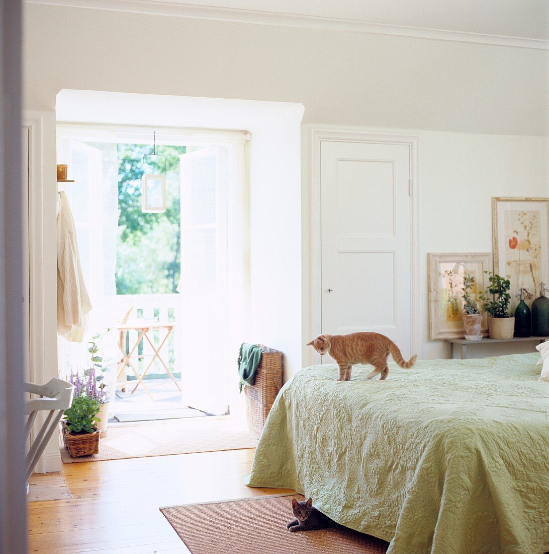 Cats under and on the bed in a traditional bedroom