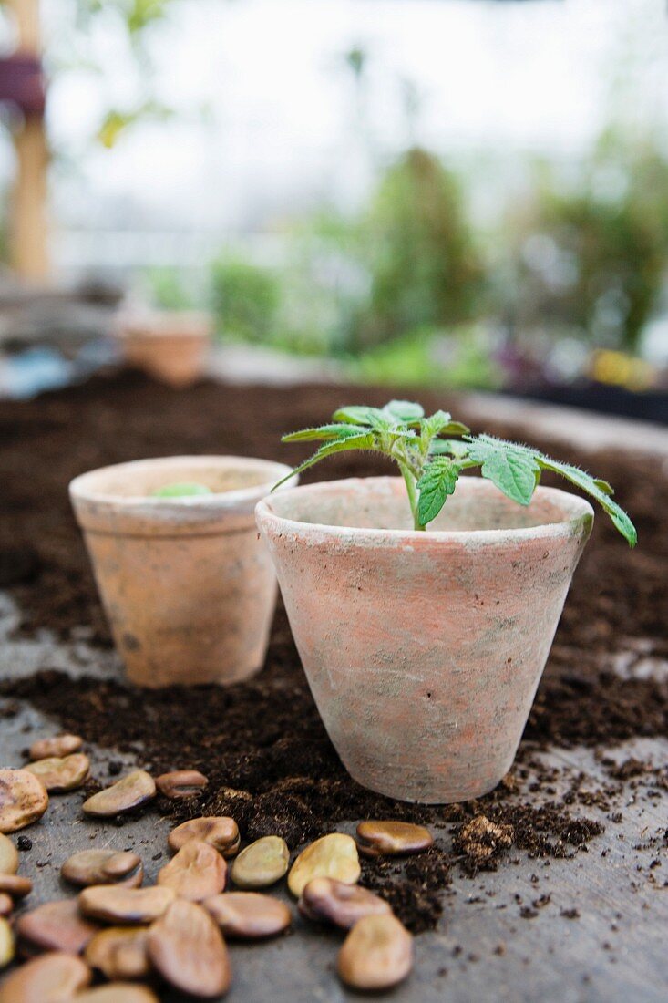 Tomato plants in earthenware pots with seeds scattered on the ground