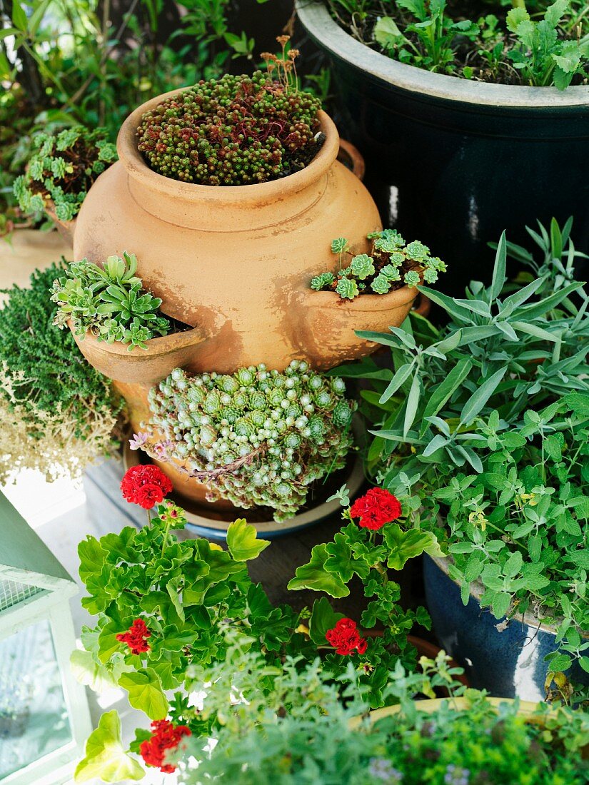 Assorted plant pots