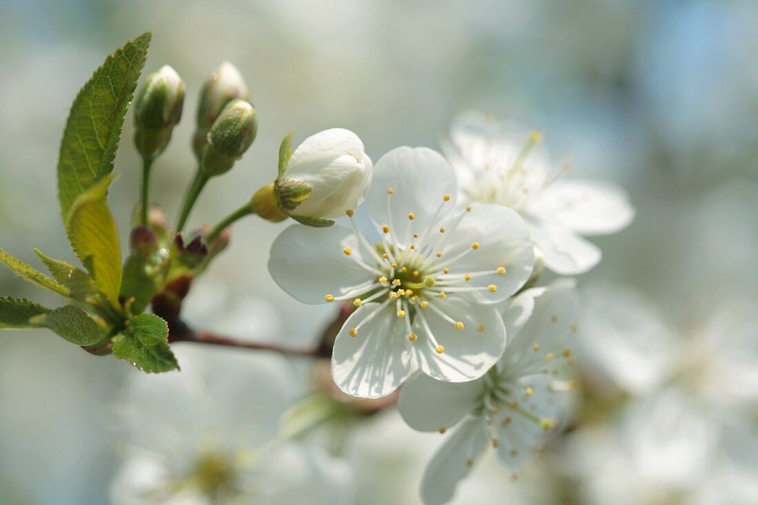 Cherry blossom on branch