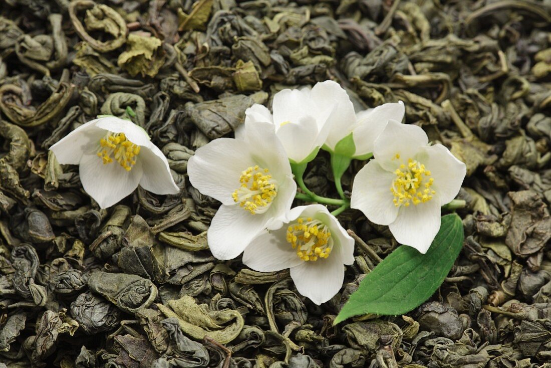 Getrockneter grüner Tee mit Jasminblüten
