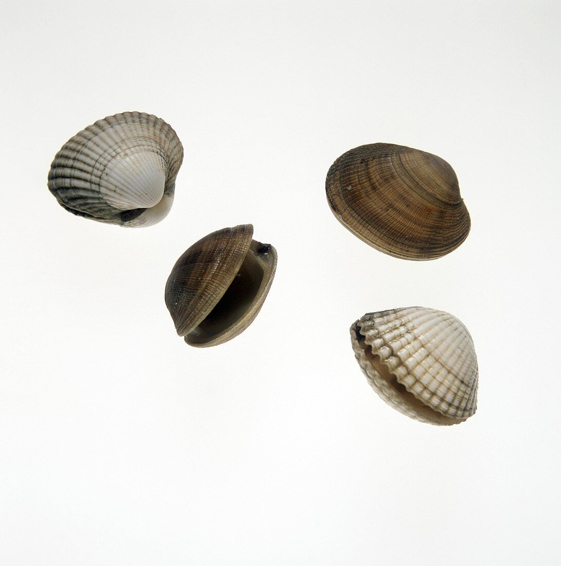 Still Life of Clams and Cockles