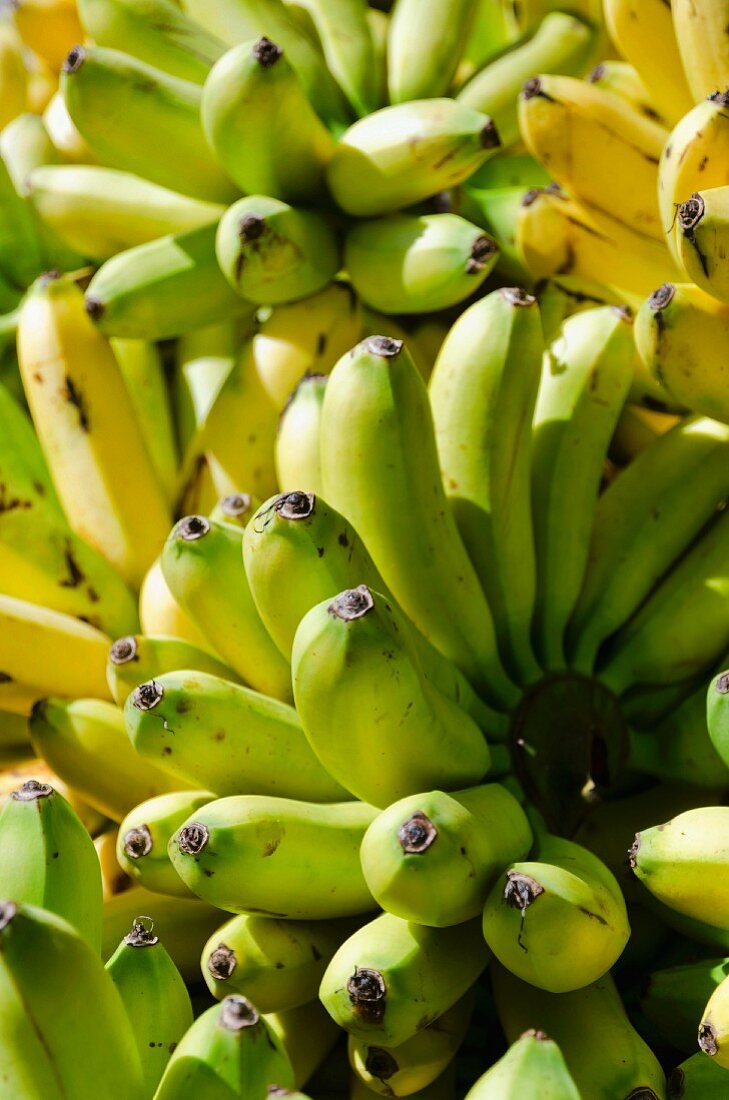 Bunches of bananas (macro zoom)