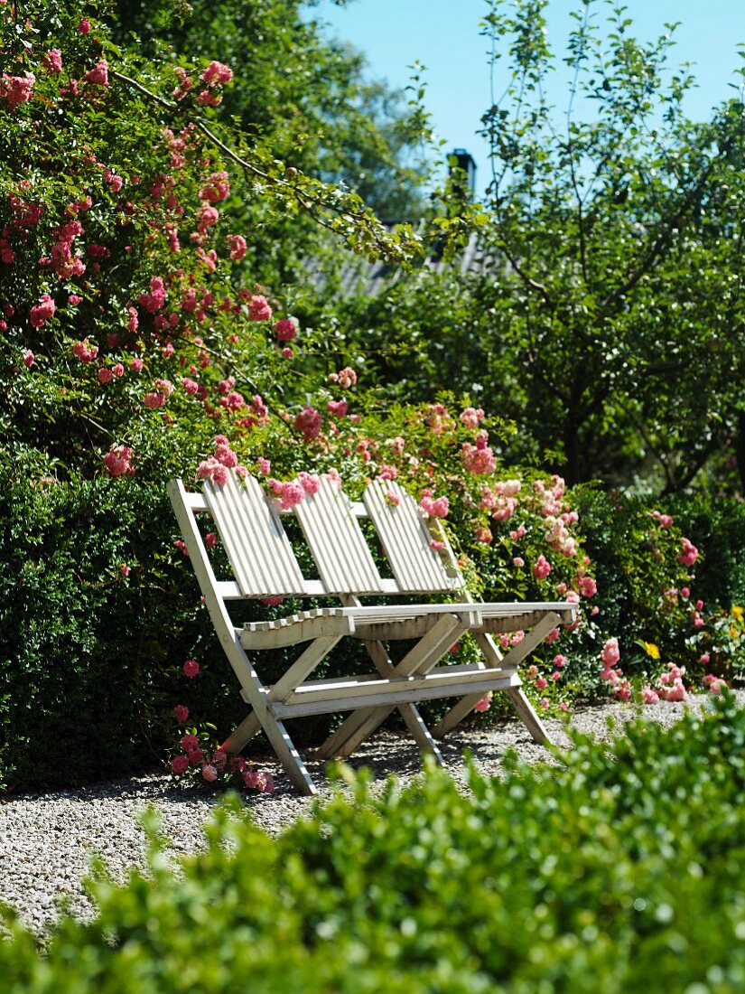 Sunny place with white bench in front of a blooming rose bush