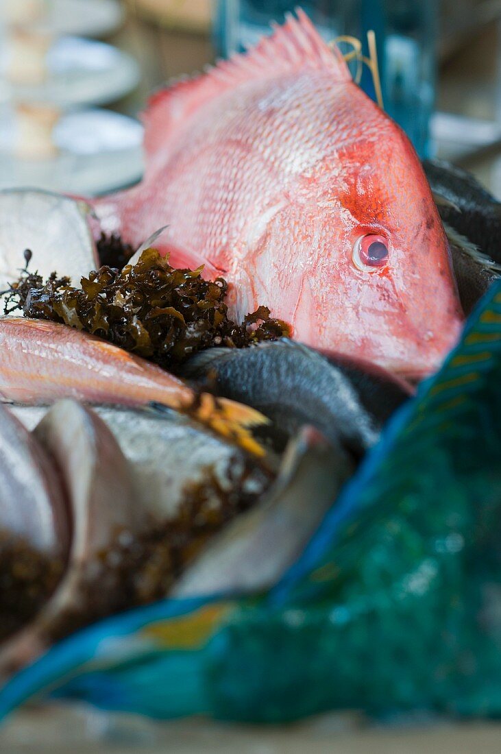 An arrangement of red mullet and parrot fish