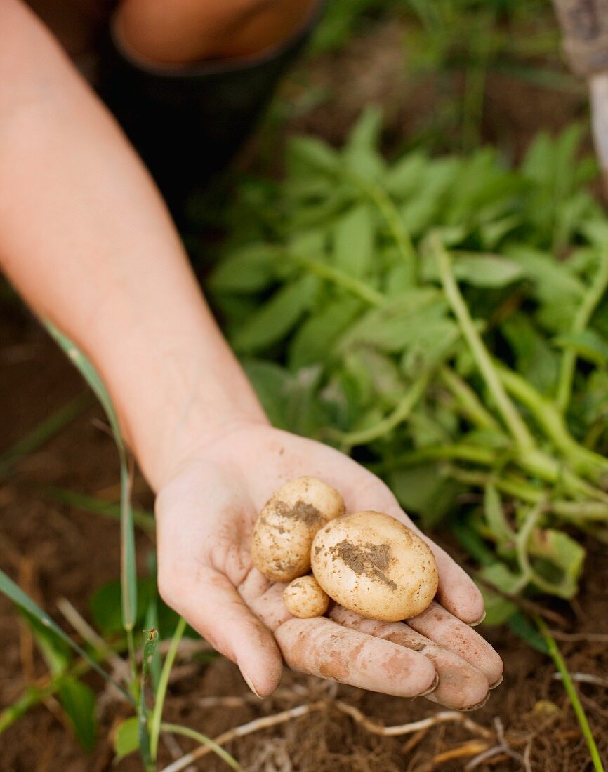 A hand holding freshly harvested potatoes