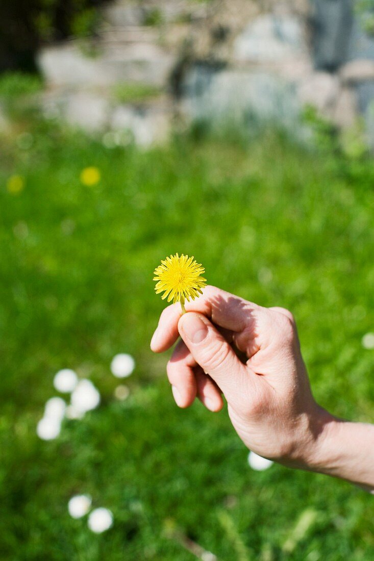 Hand holding a dandelion flower