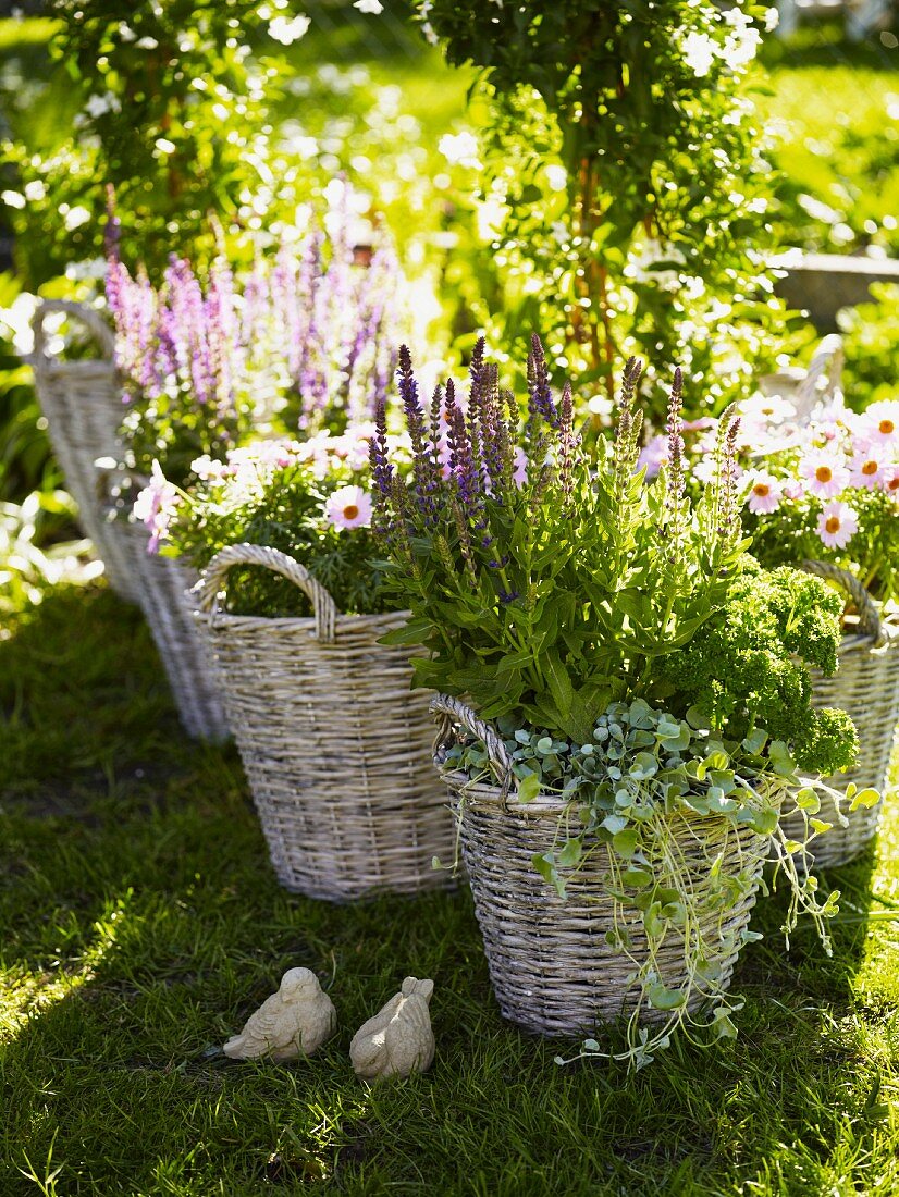 Kräuter und Blumen in Körben im Garten