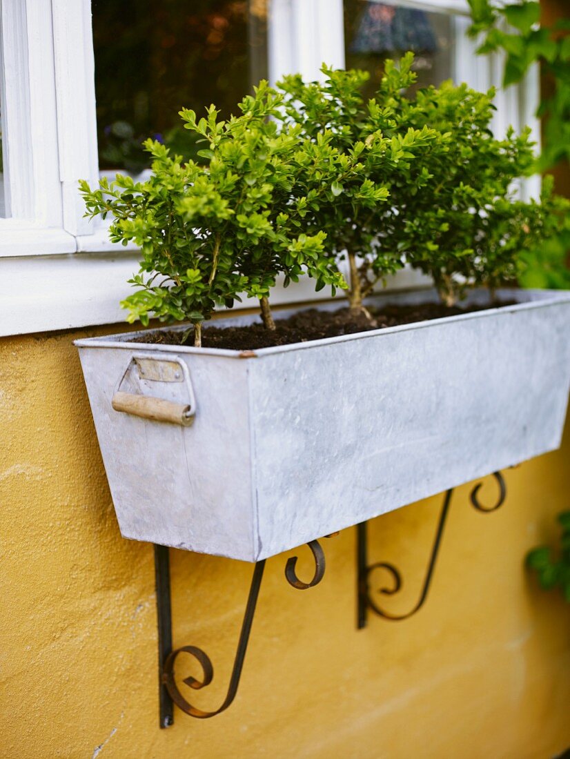 Box wood in a window box at the window