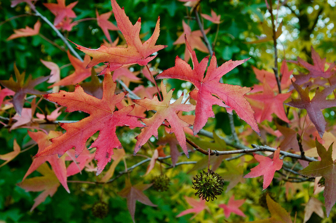 Red and yellow autumn leaves on Oriental sweet gum tree (Liquidambar orientalis)