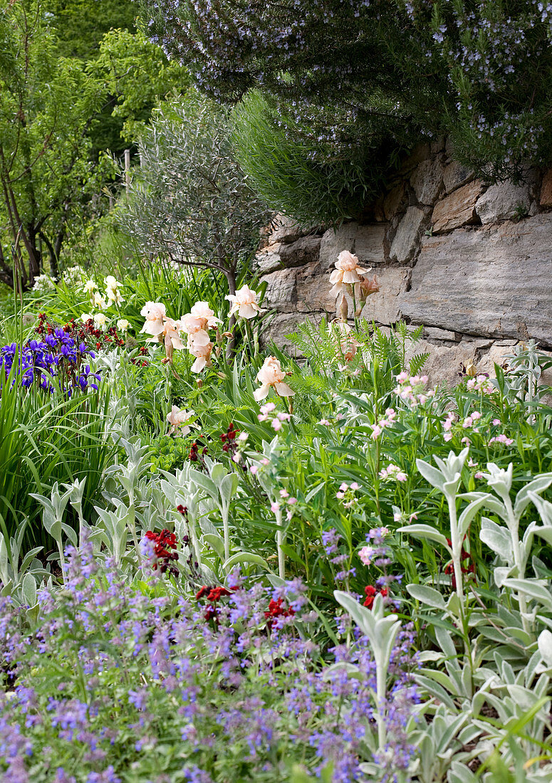 Summer flowers in a garden