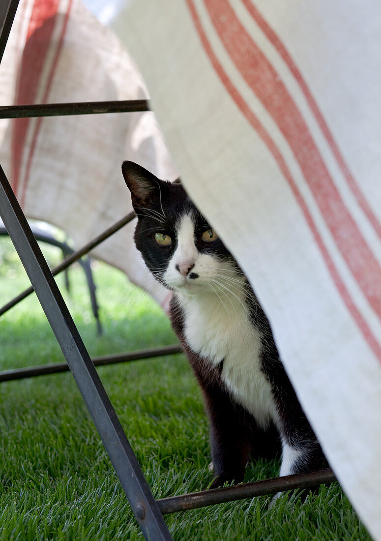 Cat sitting underneath table in garden