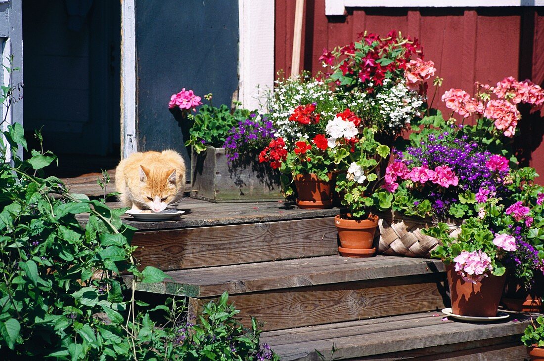 Cat in front of a saucer of milk and plant pots on wooden stairs